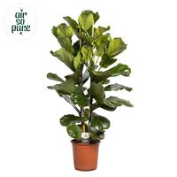 Ficus lyrata 2pp Air so Pure