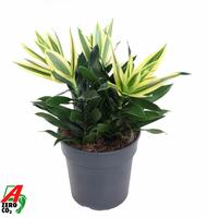Dracaena Sri Lanka 3PP