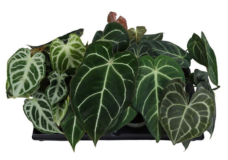 Picture of Anthurium botanic in varieties P12