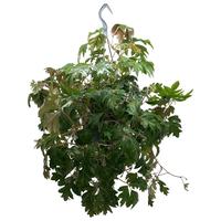 Cissus rhombifolia Ellen Danica