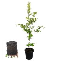Fagus sylvatica