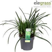 Carex mor. Irish Green