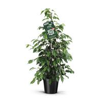 Ficus benjamina Danielle