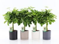 Schefflera Gold Capella in Hainan ceramics 4 clours