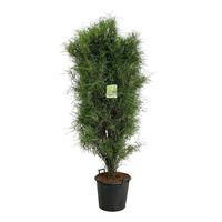 Frangula aln. Fine Line