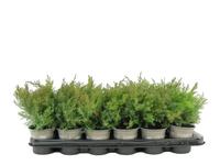 Juniperus dav. Leningrad