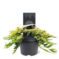 Juniperus hor. Golden Carpet