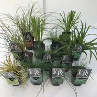 Grasses in varieties