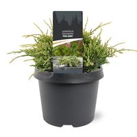 Juniperus squa. Holger