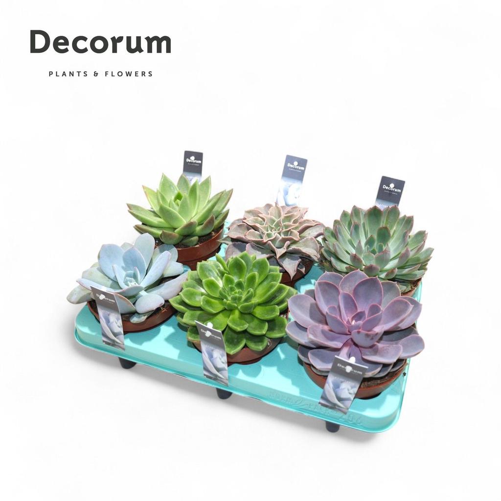 Obrazek Echeveria 9 varieties (Decorum) P12 15CM