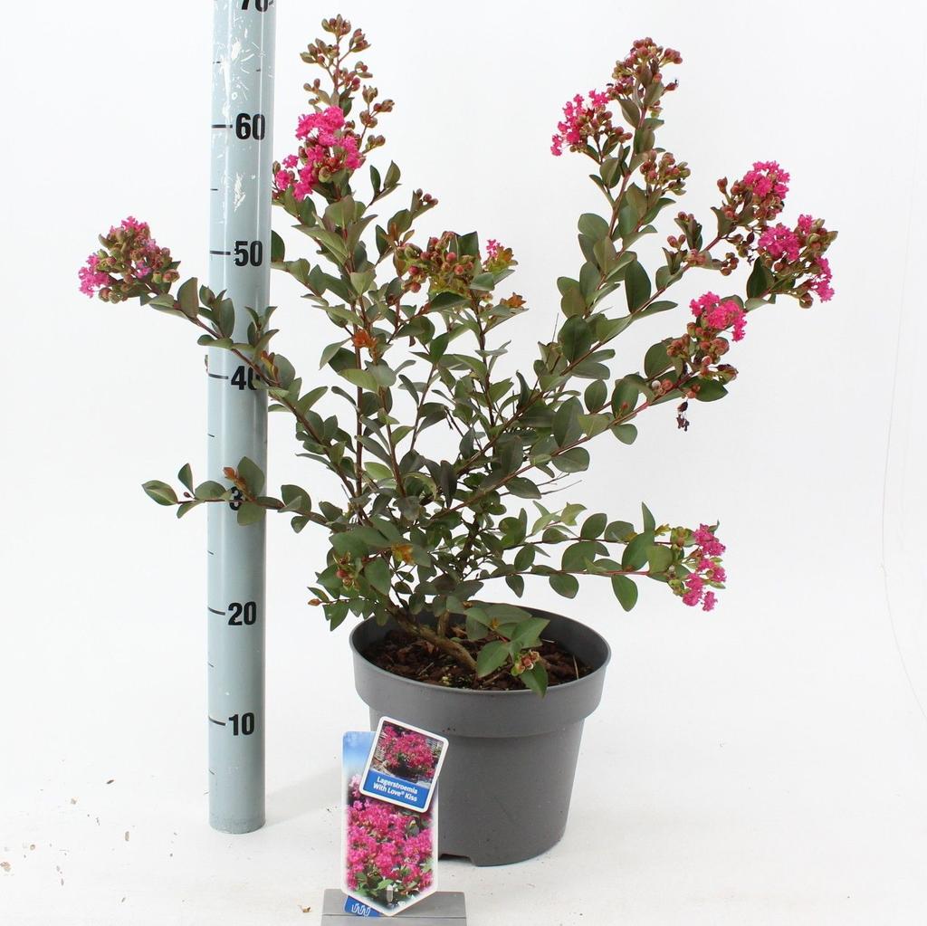 Picture of Lagerstroemia ind. With Love Kiss P23 (5 Ltr)