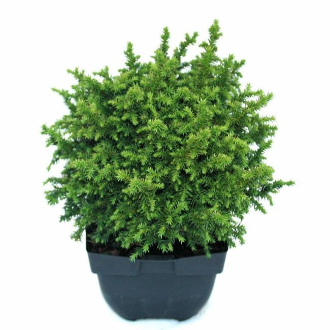 Afbeeldingen van Cryptomeria japonica Vilmoriniana P17 (2 Ltr)