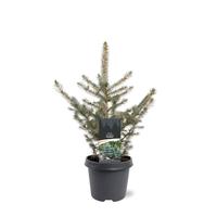 Picea pung. glauca