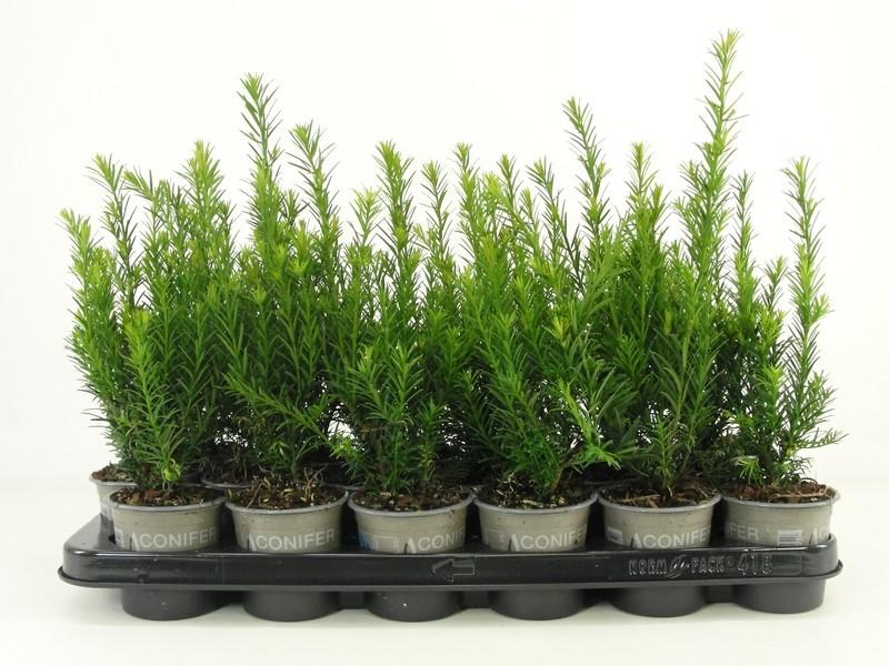 Picture of Taxus media Groenland P9