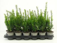 Taxus media Groenland