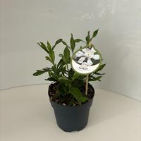 Gardenia jas. Fool Proof