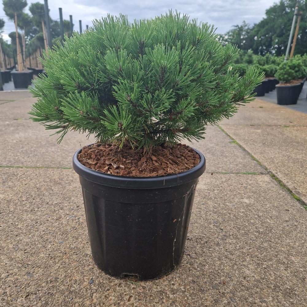 Obrázek Pinus mugo Ophir C11 25/30