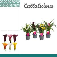 Zantedeschia varieties