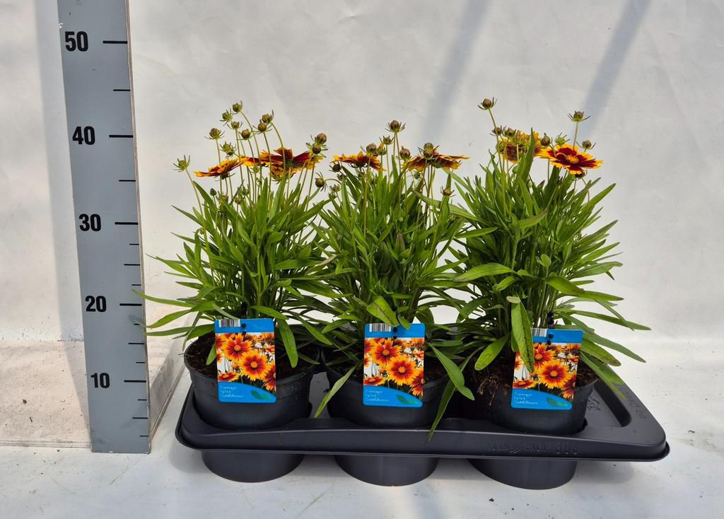 Obrázek Coreopsis Up Tick Gold & Bronze P17 (2 Ltr) 25CM