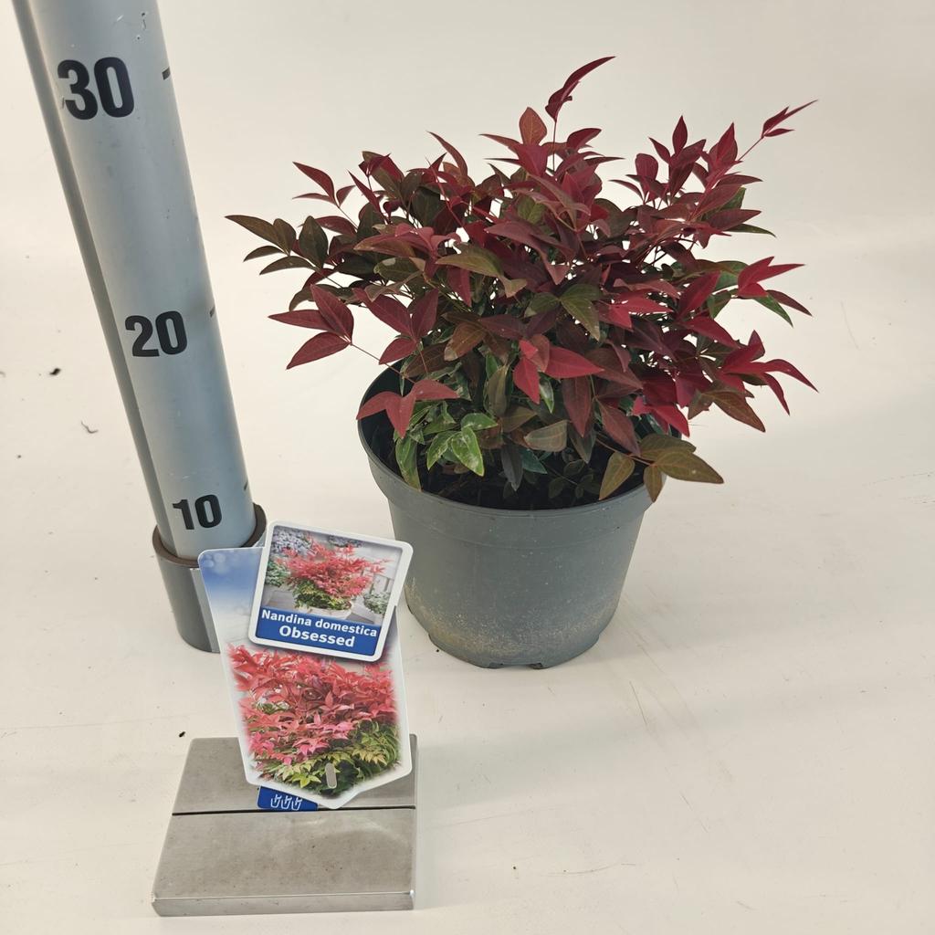 Picture of Nandina dom. Obsessed P17 (2 Ltr)