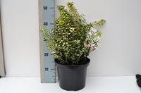 Euonymus fort. Blondy