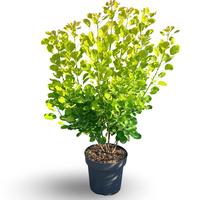 Cotinus coggygria Golden Spirit