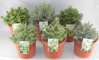 Hebe in varieties