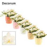 Phalaenopsis hybrid Table Whitney in Naemi (Natural bubble-colle