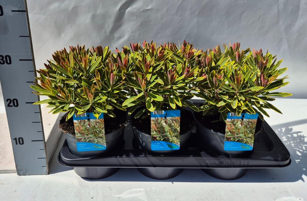 Obrázek Euphorbia Ascot Rainbow P17 (2 Ltr)