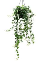 Hedera helix Shamrock