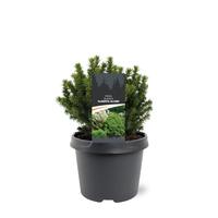 Picea gl. Alberta Globe