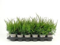 Juniperus pfit. Mint Julep