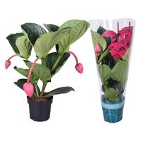 Medinilla Magnifica Flamenco 2 etage 3 buds in exclusive sleeve