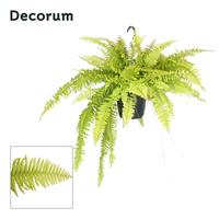 Nephrolepis Blonde INDOOR
