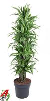 Dracaena Lemon Lime branched