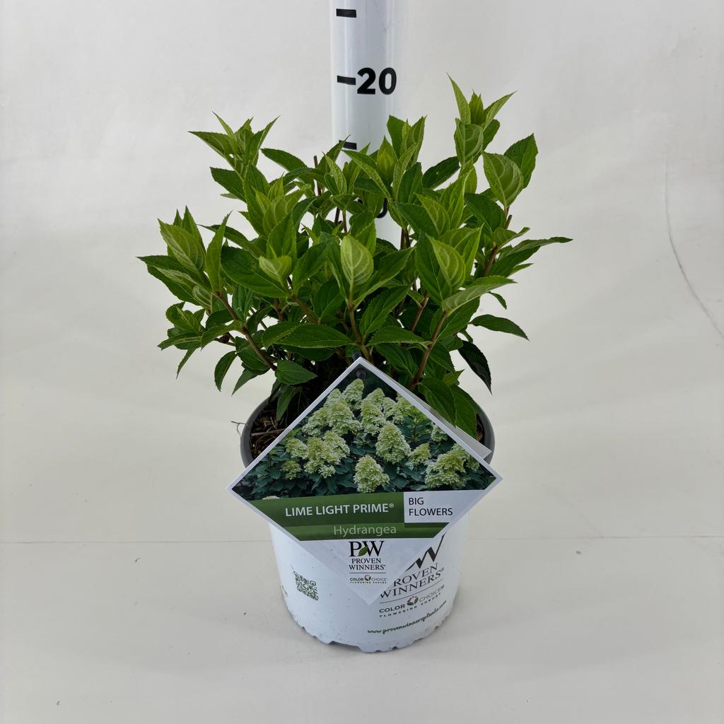Picture of Hydrangea pan. Limelight Prime P19 (3 Ltr)