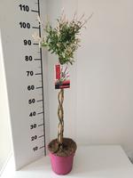 Salix int. Flamingo