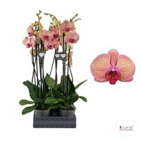 Phalaenopsis hybrid Golden Leopard