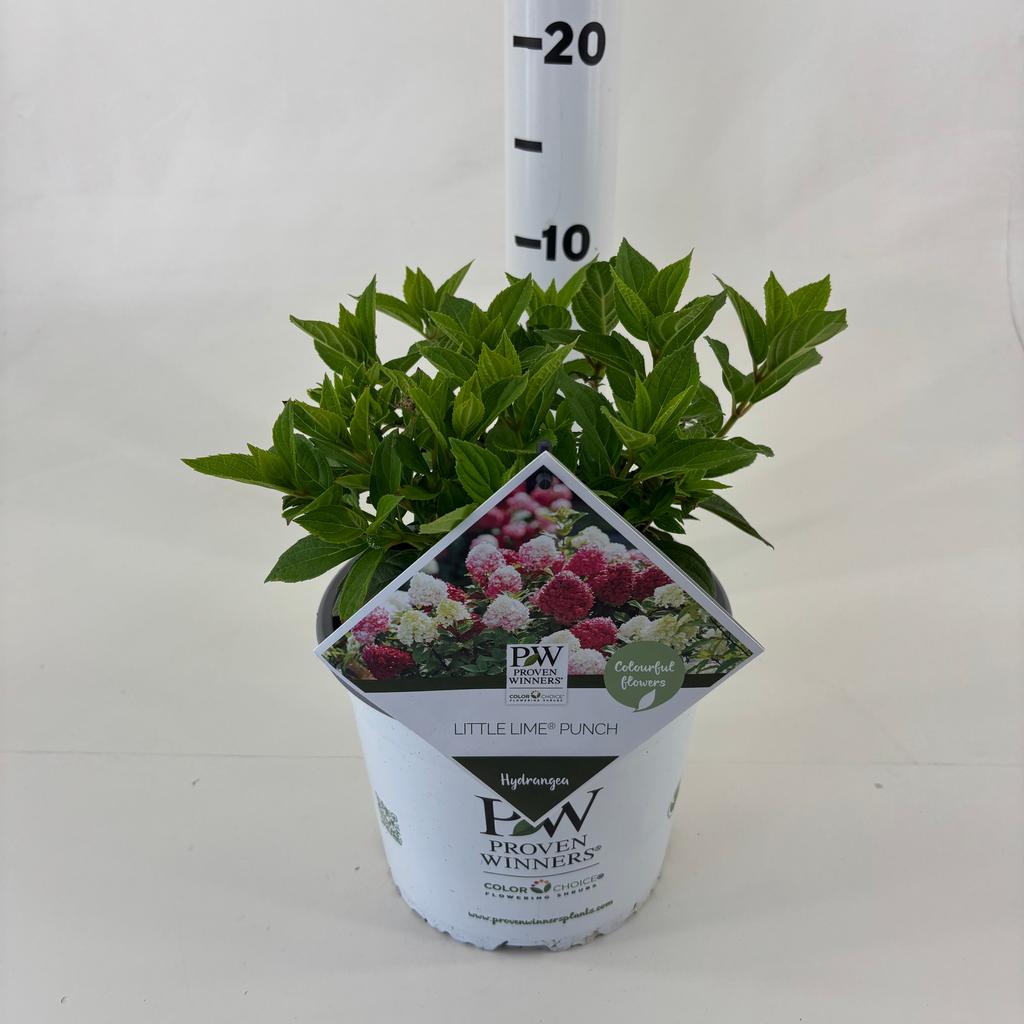 Picture of Hydrangea pan. Little Lime Punch P19 (3 Ltr)