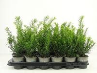 Taxus media Farmen