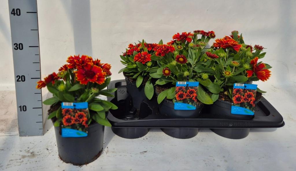 Picture of Gaillardia aristata Spintop Yellow Touch P17 (2 Ltr)