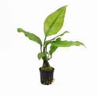 Anubias heterophylla