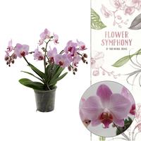 Phalaenopsis hybrid Antwerpen Flower Symphony