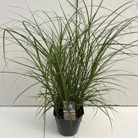 Miscanthus sin. Red Chief