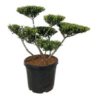 Ilex cr. Green Hedge