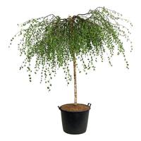Betula p. Youngii
