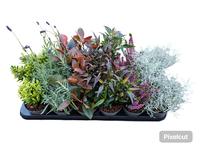 Shrubs in varieties