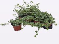 Hedera helix White Wonder