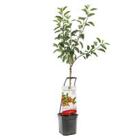 Malus dom. Ecolette - Wonder Tree