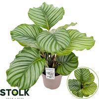 Calathea Orbifolia